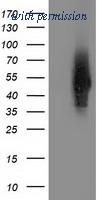 OriGene TA502043S image 1