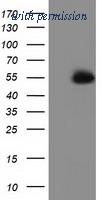OriGene TA502044S image 1