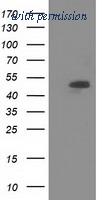 OriGene TA502046S image 1