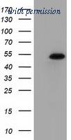 OriGene TA502047S image 1