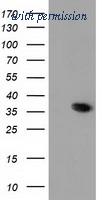 OriGene TA502058S image 1