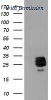 OriGene TA502061S image 1