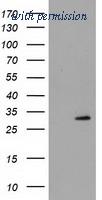 OriGene TA502077S image 1