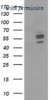 OriGene TA502097S image 1