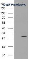 OriGene TA502121S image 1