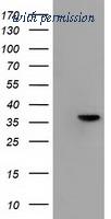 OriGene TA502122S image 1