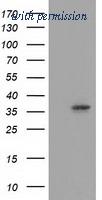 OriGene TA502123S image 1