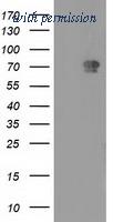 OriGene TA502140S image 1