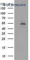 OriGene TA502142S image 1