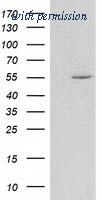 OriGene TA502143S image 1