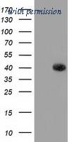 OriGene TA502146S image 1