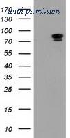 OriGene TA502150S image 1