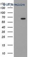 OriGene TA502152S image 1