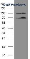 OriGene TA502168S image 1