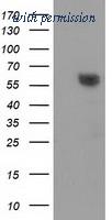 OriGene TA502184S image 1