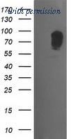 OriGene TA502185S image 1