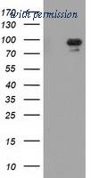OriGene TA502186S image 1