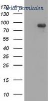 OriGene TA502187S image 1