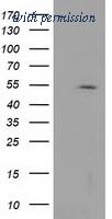 OriGene TA502193S image 1