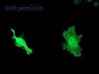 OriGene TA502194S image 1