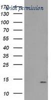 OriGene TA502197S image 1
