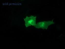 OriGene TA502226S image 1
