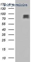 OriGene TA502231S image 1