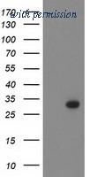 OriGene TA502233BM image 1