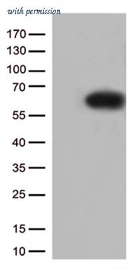 OriGene TA502238S image 1