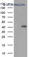 OriGene TA502245S image 1