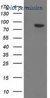 OriGene TA502248S image 1