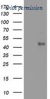OriGene TA502277S image 1
