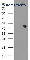 OriGene TA502278S image 1