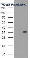 OriGene TA502297S image 1