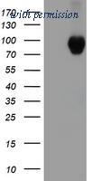 OriGene TA502300S image 1