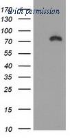 OriGene TA502301AM image 1