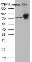 OriGene TA502306BM image 1