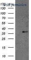 OriGene TA502316S image 1
