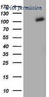 OriGene TA502319S image 1