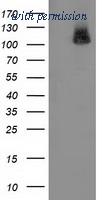OriGene TA502320S image 1