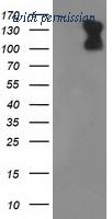 OriGene TA502321S image 1