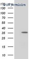 OriGene TA502333S image 1