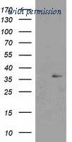 OriGene TA502334S image 1