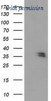 OriGene TA502335S image 1