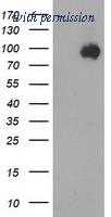 OriGene TA502337S image 1