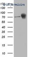 OriGene TA502338BM image 1