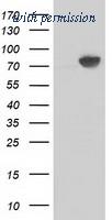OriGene TA502339S image 1