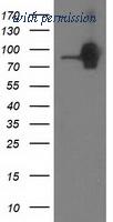 OriGene TA502340BM image 1