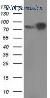OriGene TA502341BM image 1