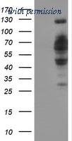 OriGene TA502352S image 1